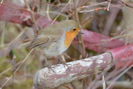 Friendly Robin