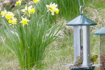 Sinskins In Spring